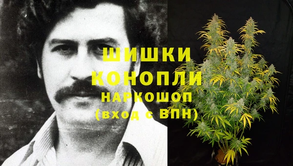 прущие грибы Алзамай